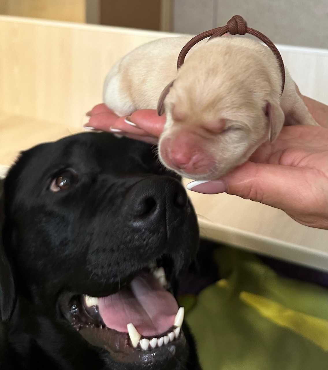 Labrador Retriever FCI, żółte szczenie po doskonałych rodzicach!