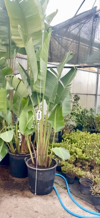 Planta Gigante Estrelicia Nicolai 3,5mts altura