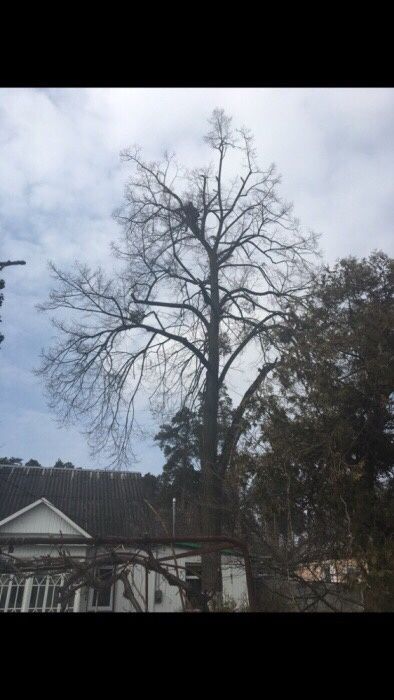 Видалення, спил аварійних дерев,кронування, санітарна чистка,корчовка