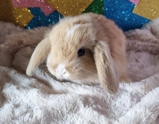 Coelhos anões vacinados