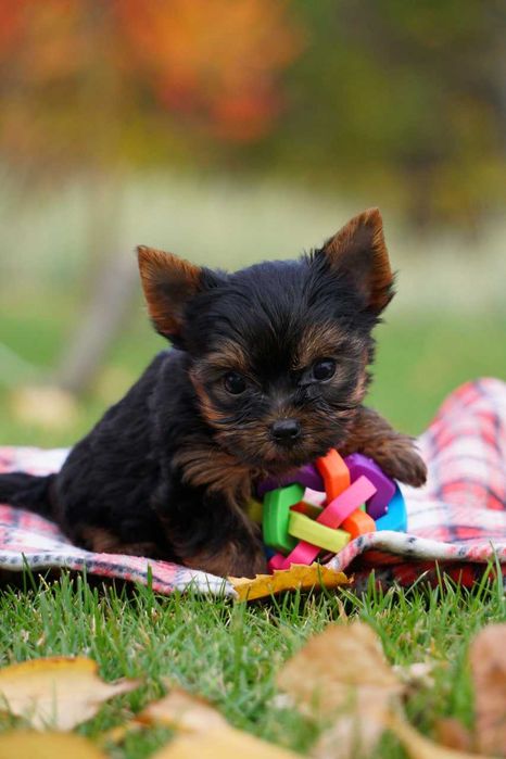 Хлопчики та дівчатка йорки