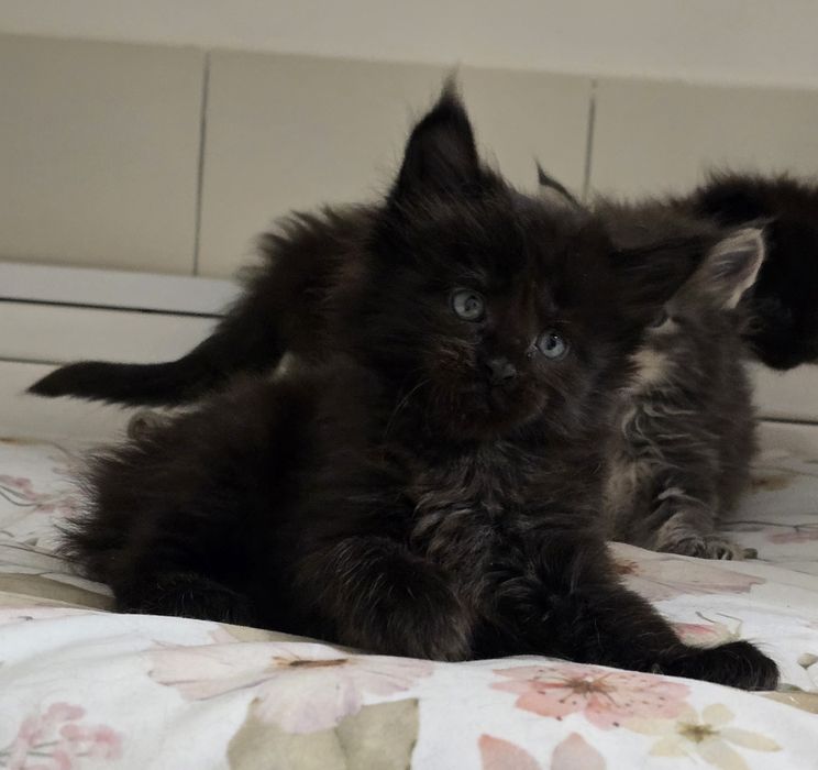 Czarny kocurek Maine Coon