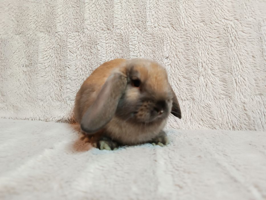 Królik króliki karzełki baranki miniaturki CENA CAŁKOWITA