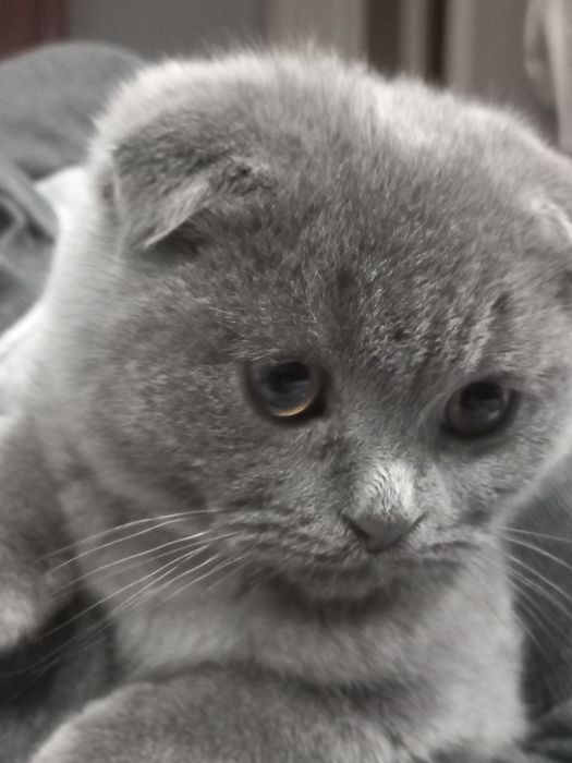 Британські весловухі та прямовухі кошенята