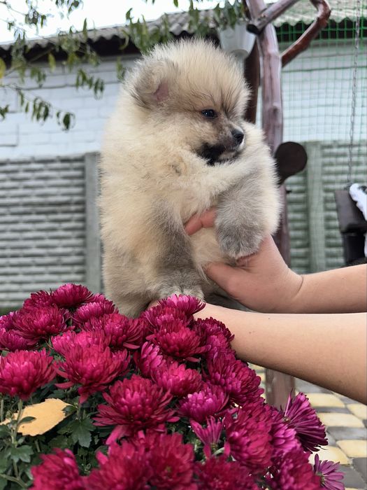 Шикарний міні мішка