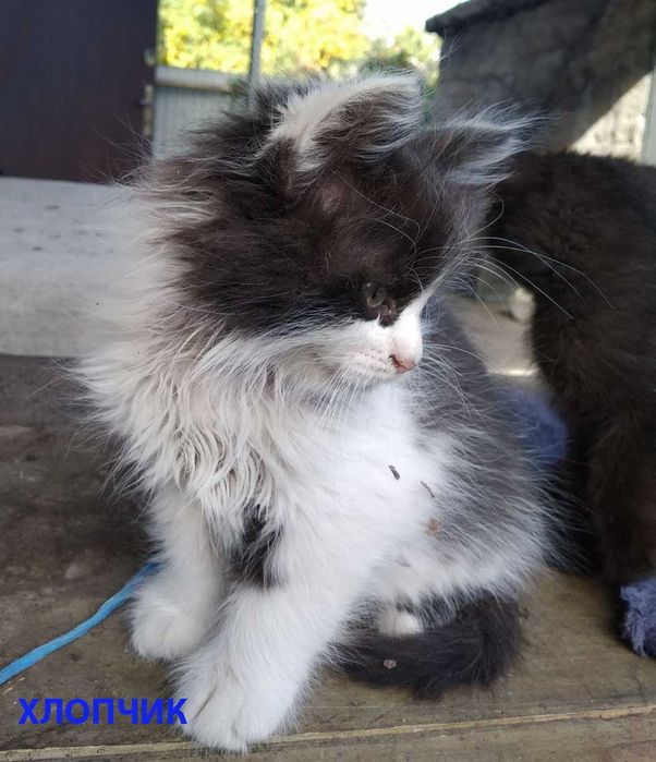 Котята Кошенята в добрі руки