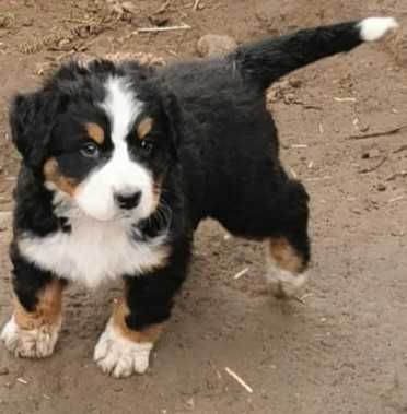 Szczeniaczek Pasterski pies Berneński