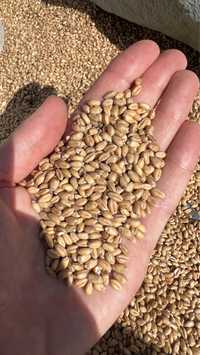 Зерно озимої пшениці 2023р врожаю