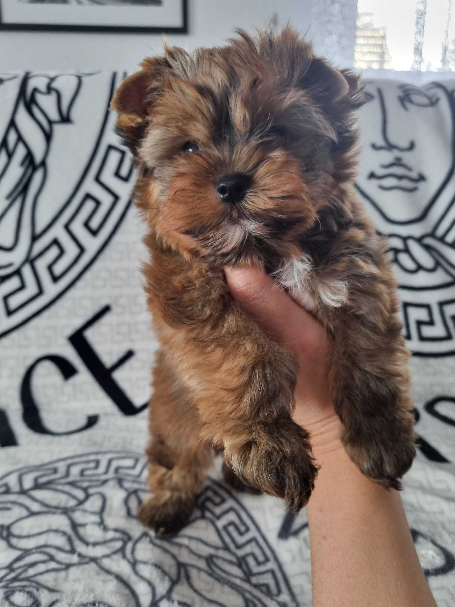 Yorkshire Terrier Ocean Pearl Do Odbioru