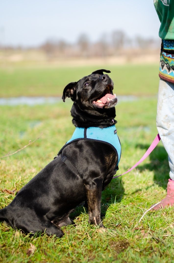 Amstaff szuka domu