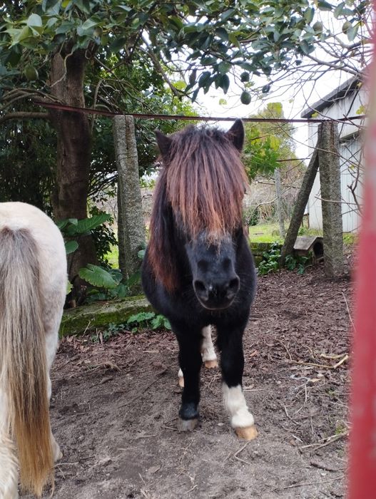 Troco pônei muito bem engatado