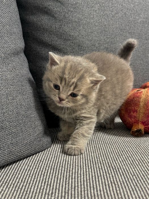 Шотландські висловухі кошенята