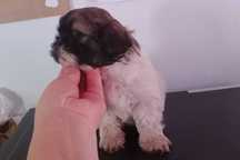 shih tzu puro de qualidade