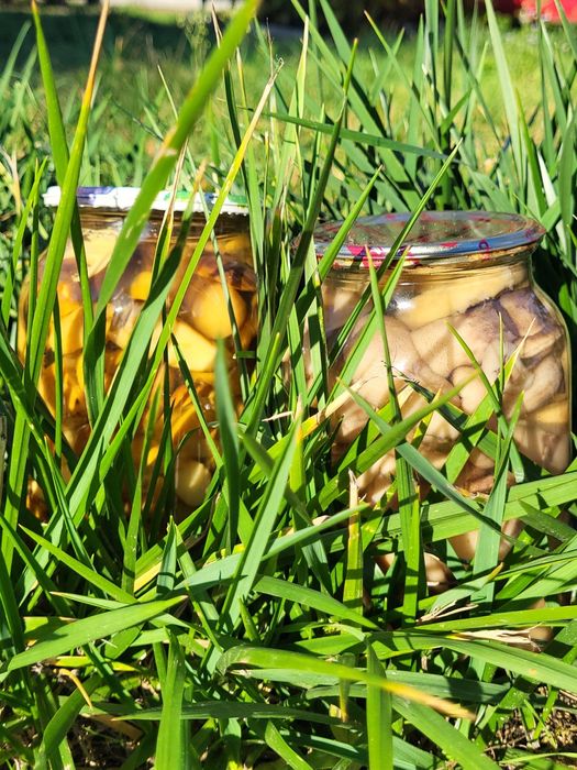 Мариновані гриби