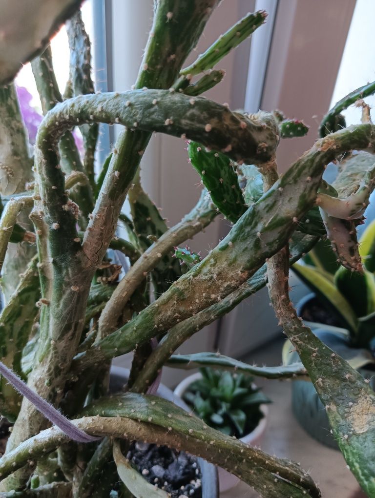 Kaktus kaktusy variegata
