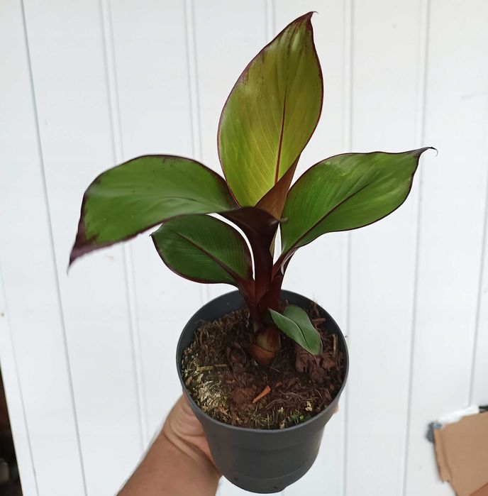 Bananowiec Maurelii P12 Abisyński Ensete Ventricosum Maurelli 40-50cm