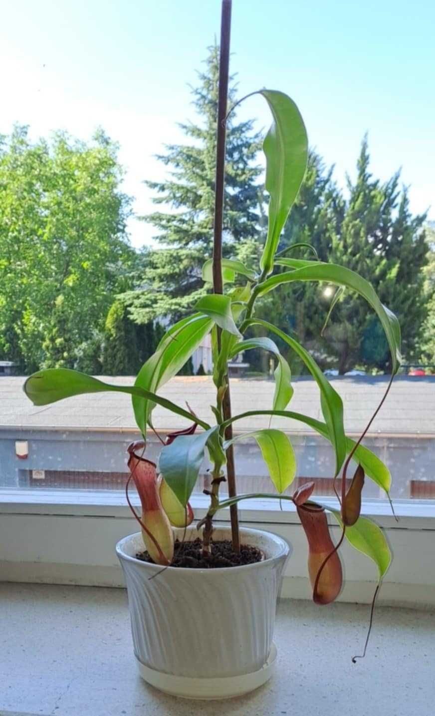 Dzbanecznik pnącze owadożerne szerokość i wysokość ponad 30cm +donicka