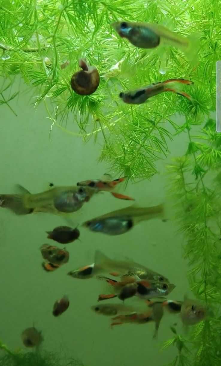 Guppys fêmeas endler prenhas