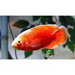 Vendo vários ciclideos americanos e monsterfish