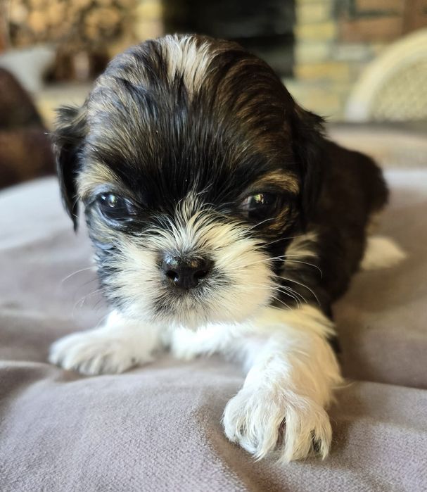 Suczka Shih- tzu tricolor