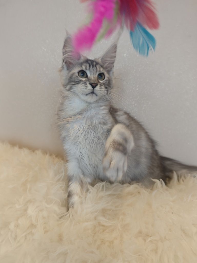 Cudny kocurek Maine Coon