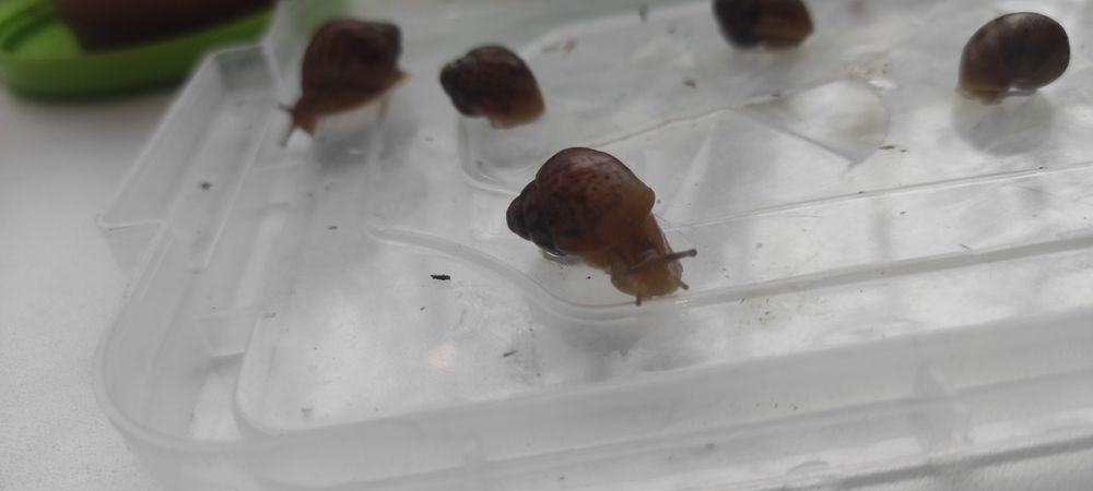 Продам улитят Ахатины Имакуляты