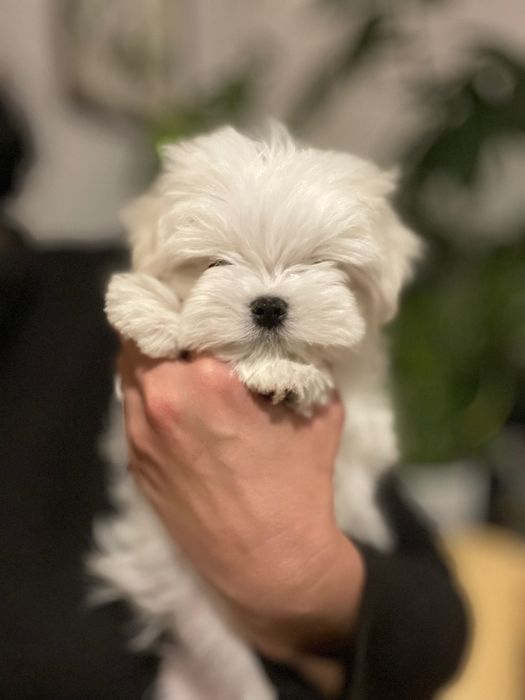 Przebadany piesek Maltanczyk z rodowodem ZKwP