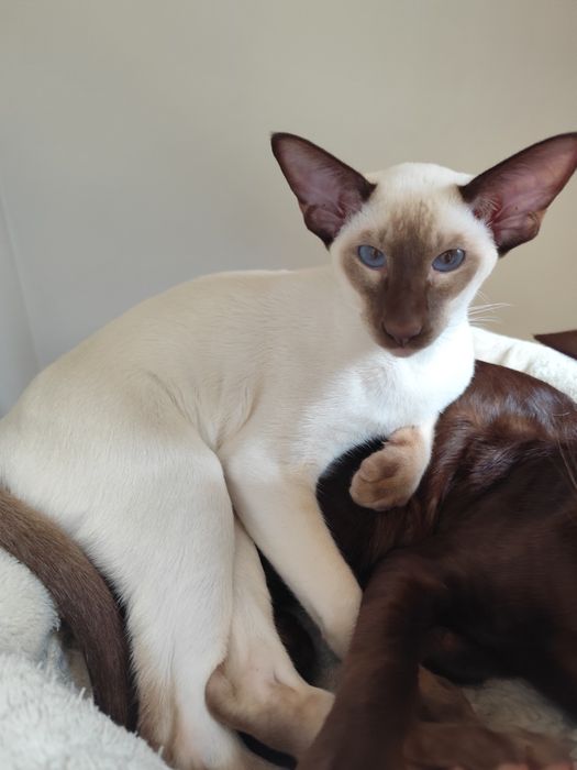 Kocurek orientalny syjamski rodowód Fpl