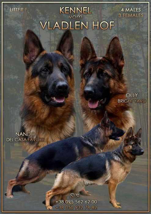 щенки немецкой овчарки