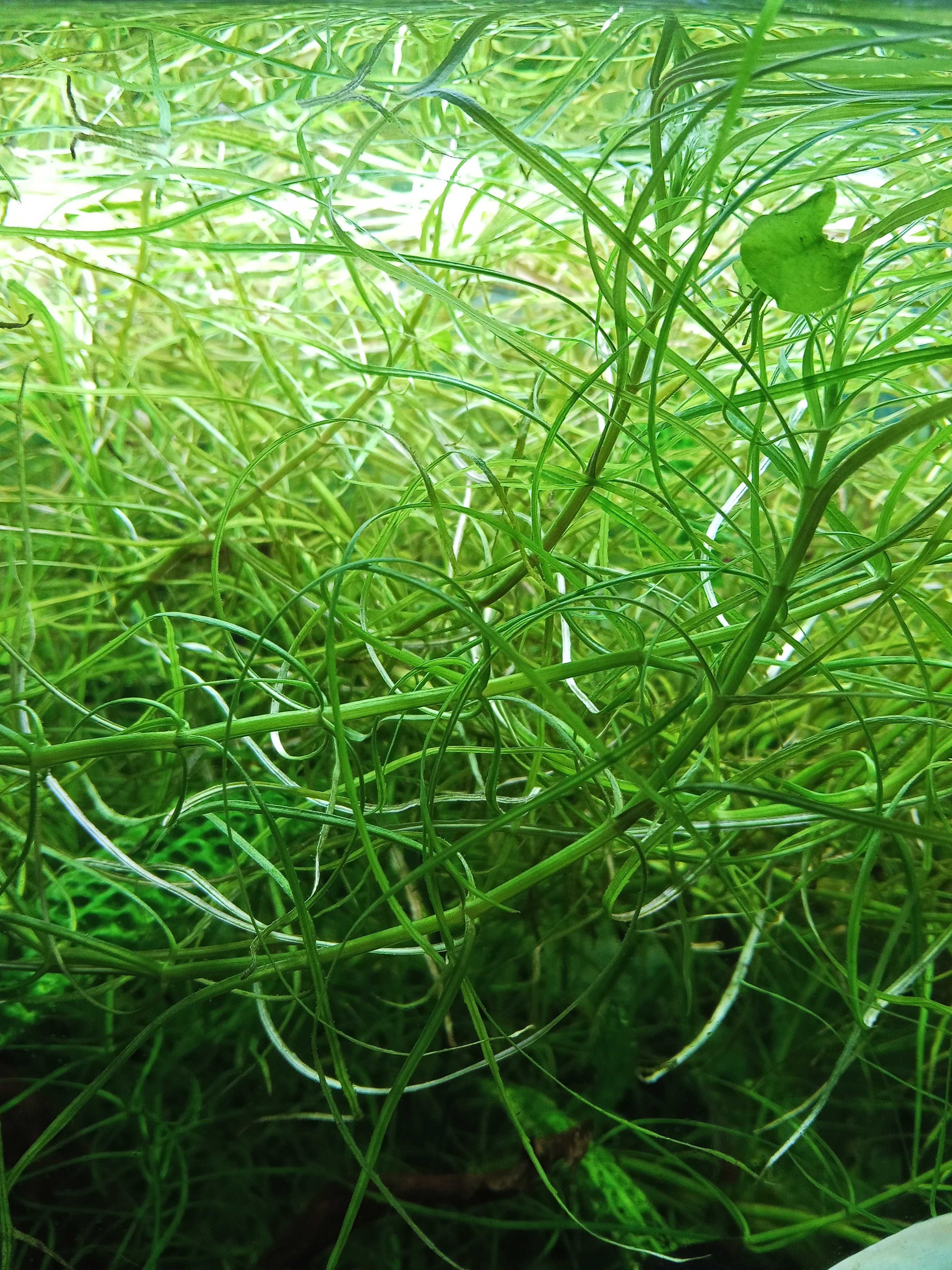 Pogostemon octopus, nadwyżka z własnego akwarium