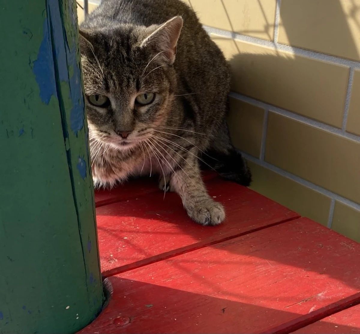 Kotka fiv+ Busia do PILNEJ adopcji!
