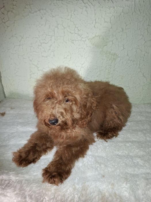 Пуделя мальчики 6 месяцев.