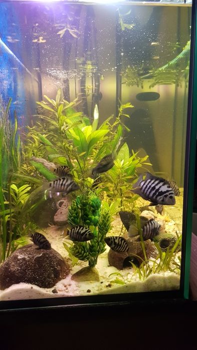 Pielęgnica zebra samce i samice