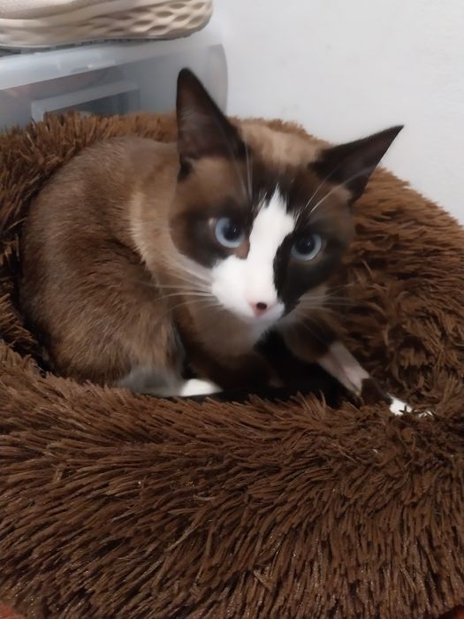 Estou doando o meu gatinho