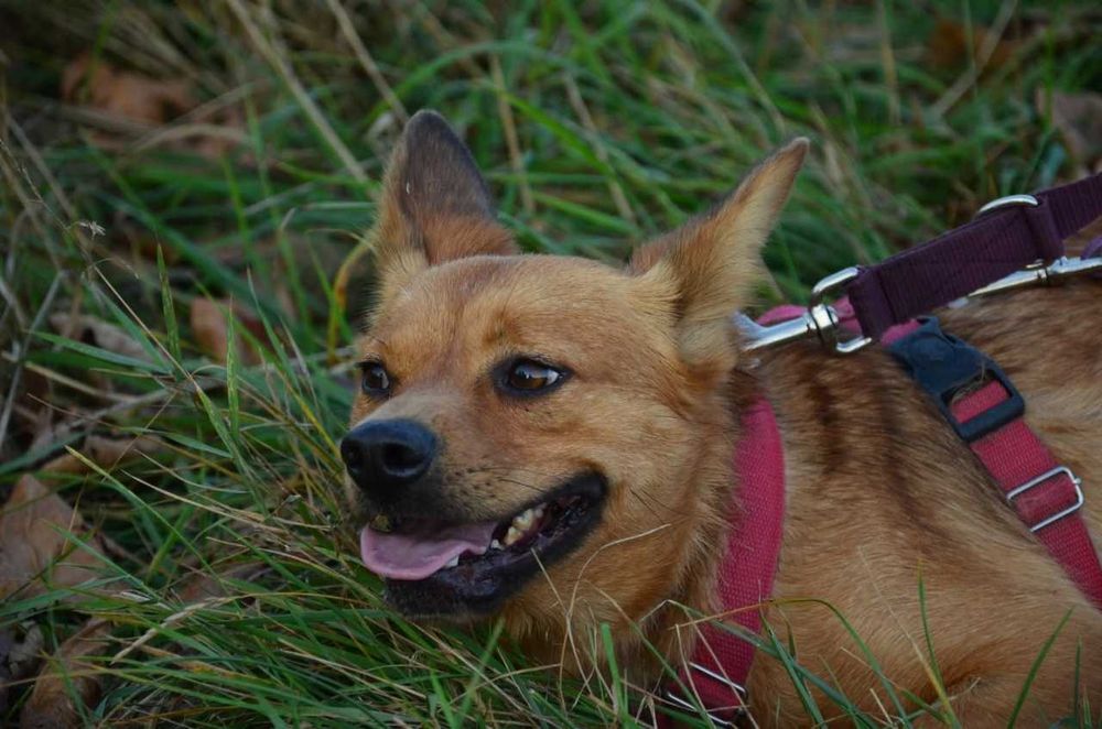 Rafi mały przerażony rudy piesek błaga o szansę ADOPCJA