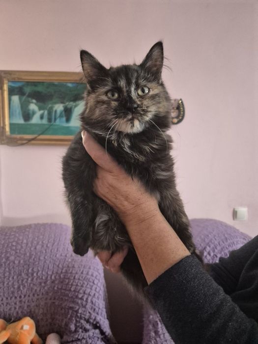 Кошеня черепашка 3 міс