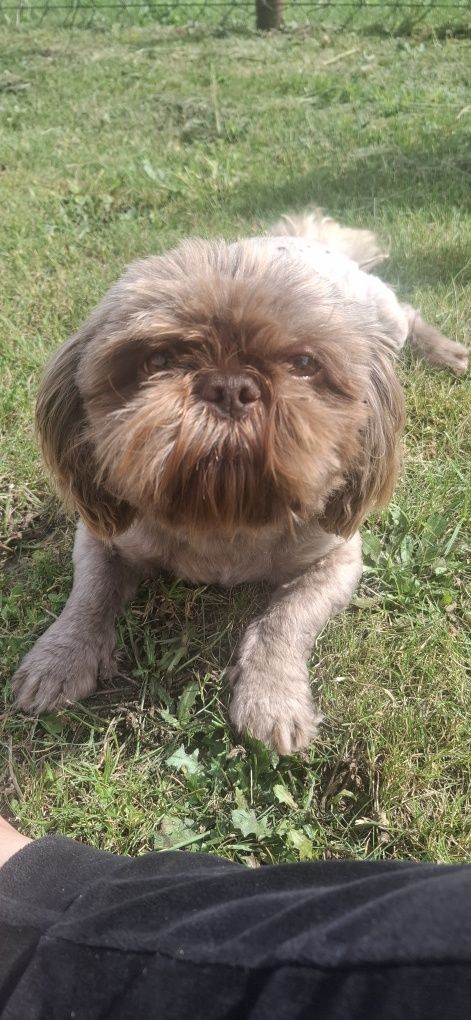 Piesek rasy shih tzu