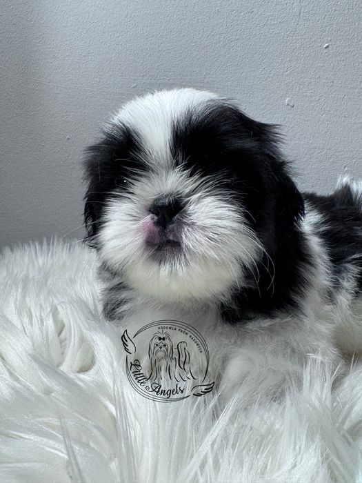 Shih tzu piekny bialo mahoniowy chłopiec