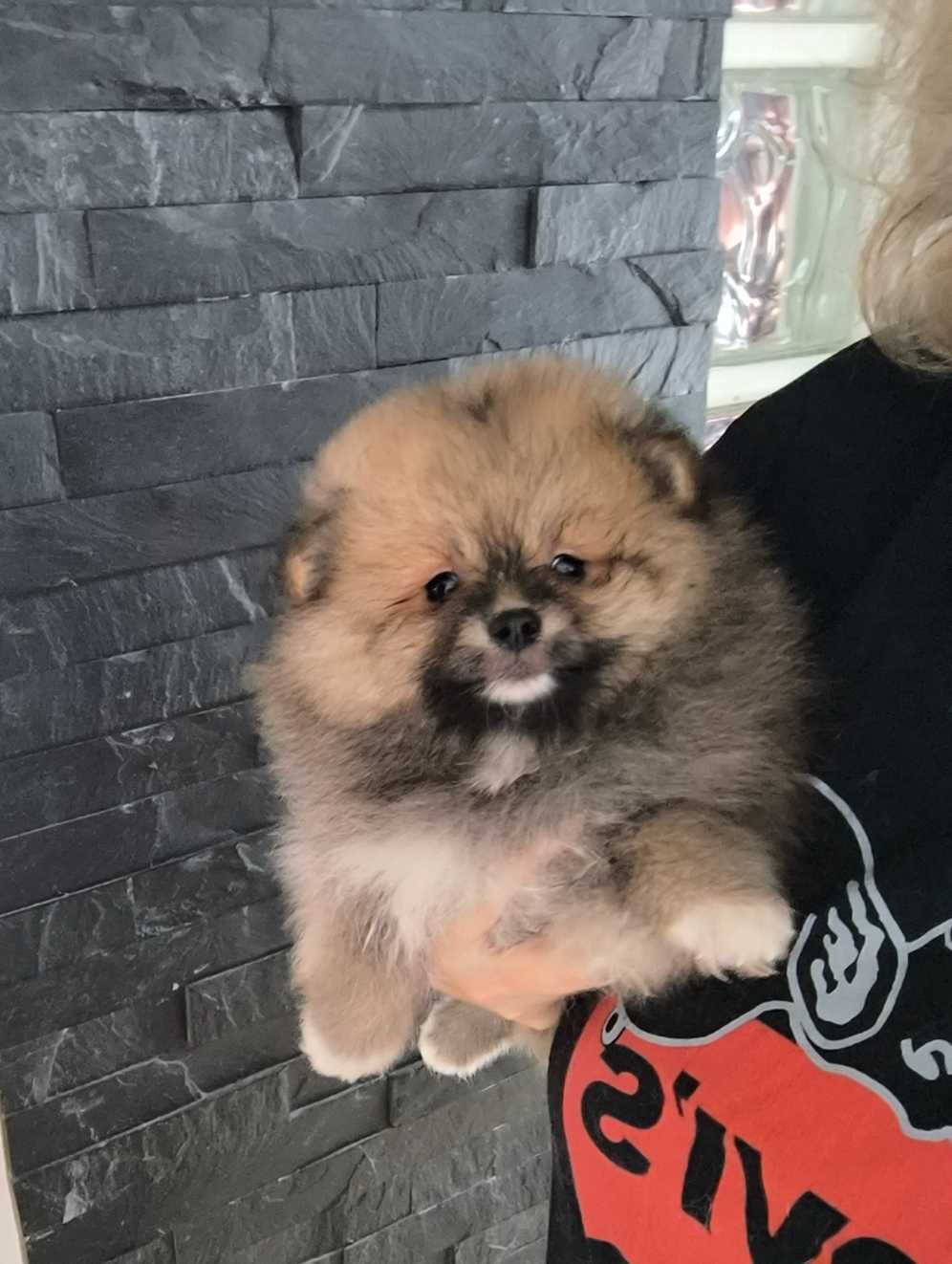 Spitz anão.Lulu da Pomerânia. Ursinho Mini .Cheio de pêlo. Laranja