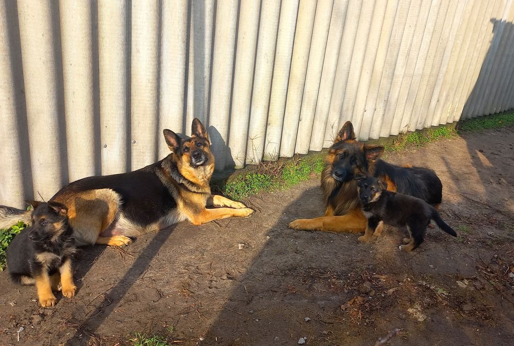 Щенки немецкой овчарки