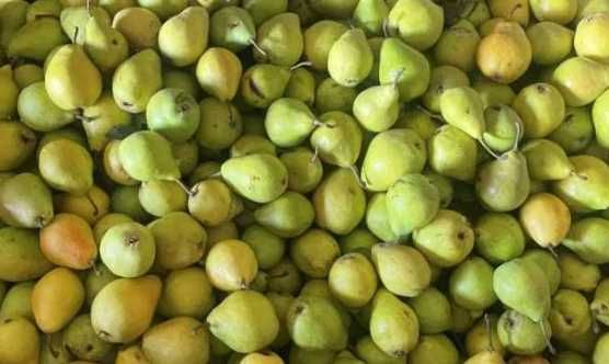 Gruszka 15 kg od sadownika pozaklasowa