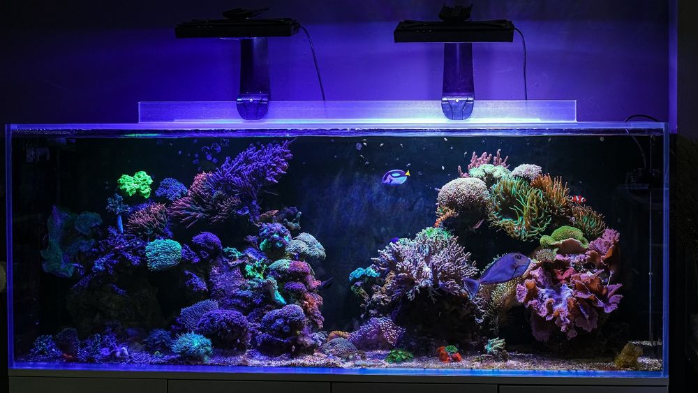 Морський акваріум