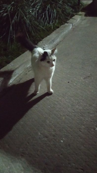 Ласкавий викинутий котик терміново шукає домівку!!!