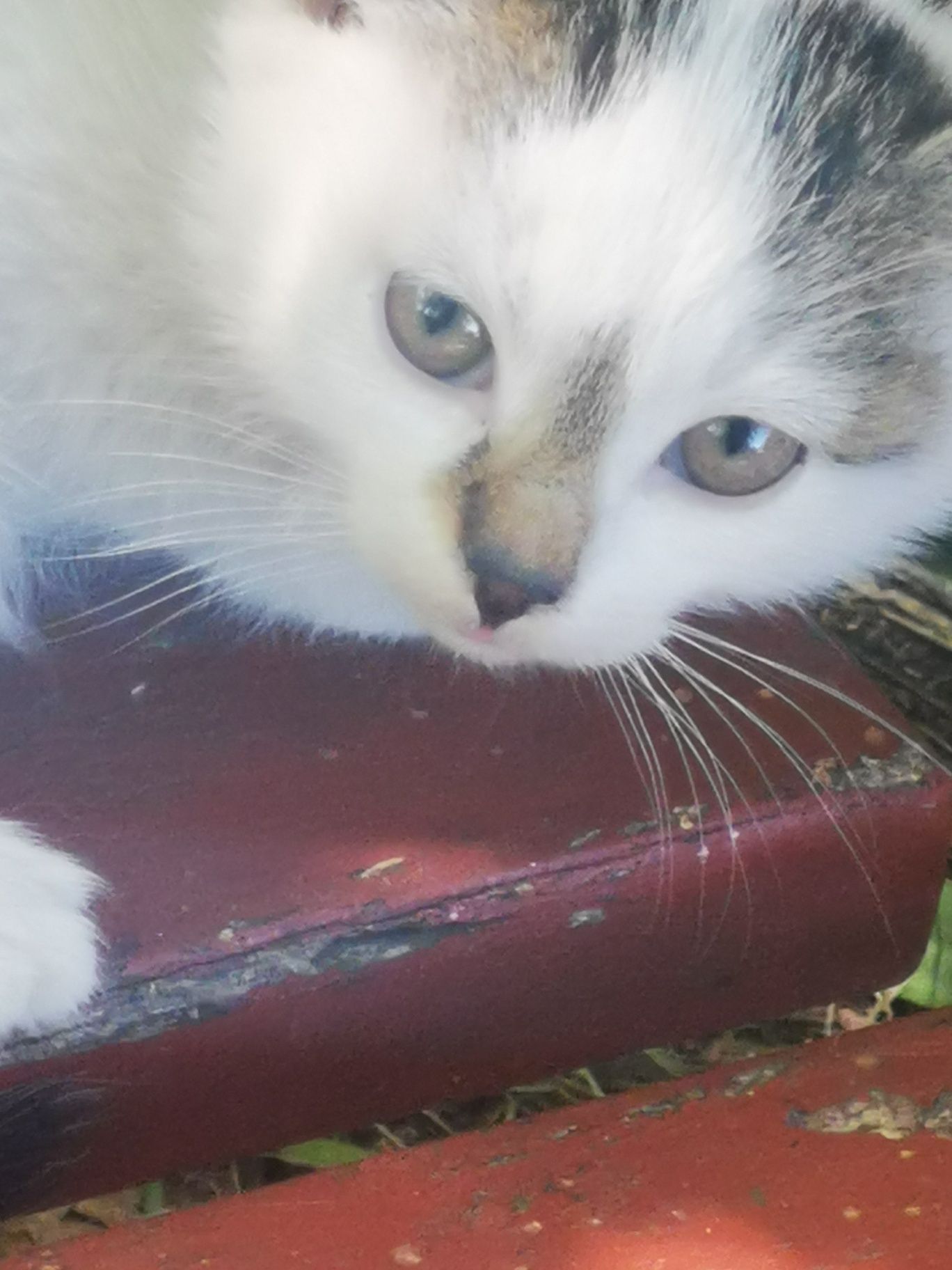 Kocięta do adopcji