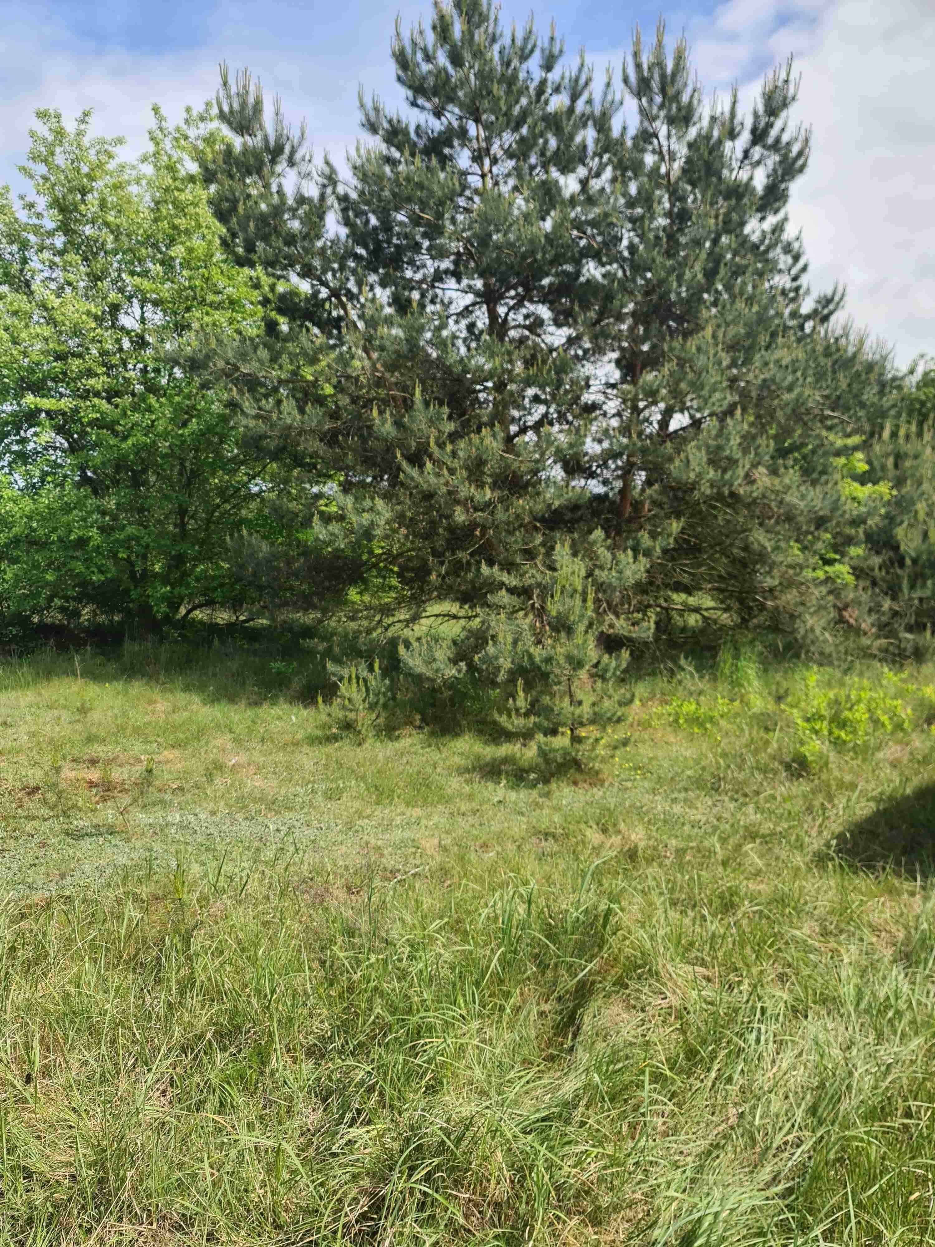 Działka rekreacyjna nad jeziorem budzisławskim - Anastazewo