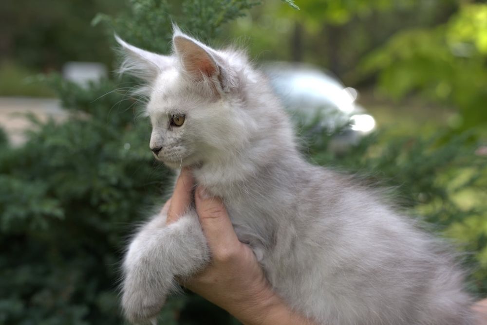 Kocurek Maine coon shaded