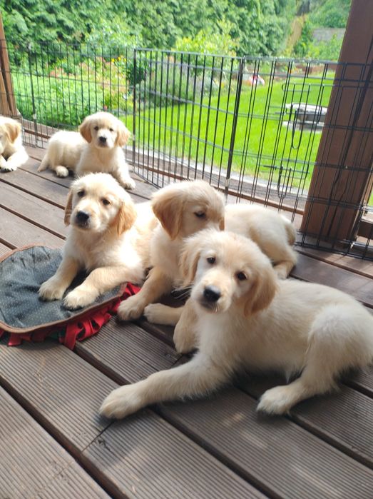 Szczeniak Golden Retriever