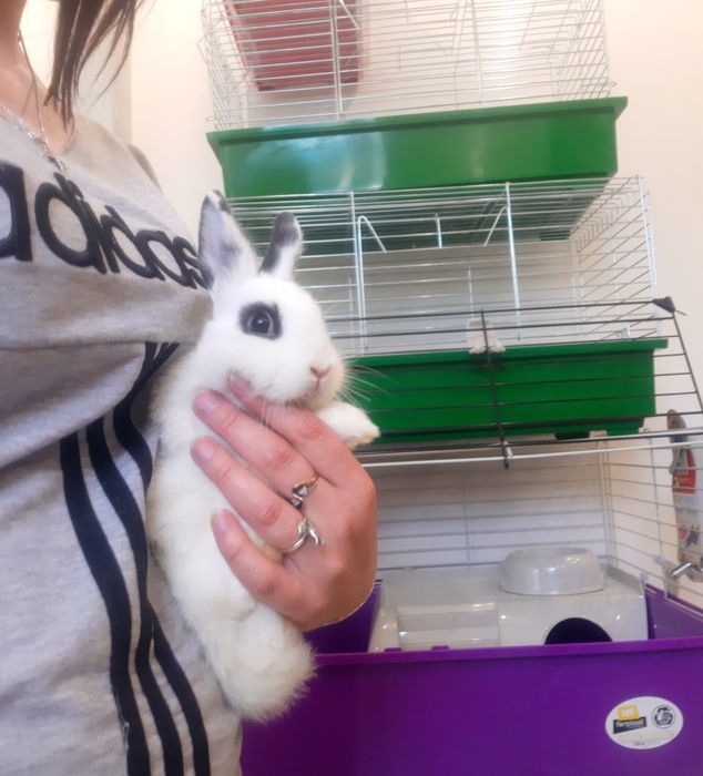 Карликовый мини кролик с новой клеткой+1кг корма в подарок