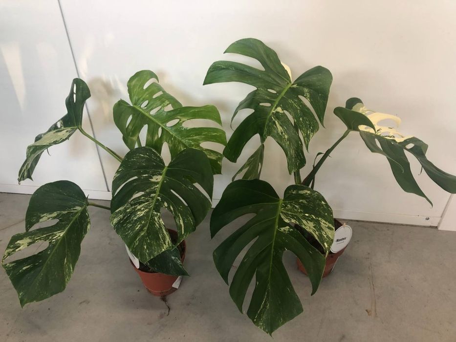 Монстера варієгатна деліціоза