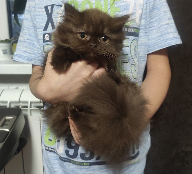 Клубна реєстрація, шотландське кошеня шоколад дівчинка